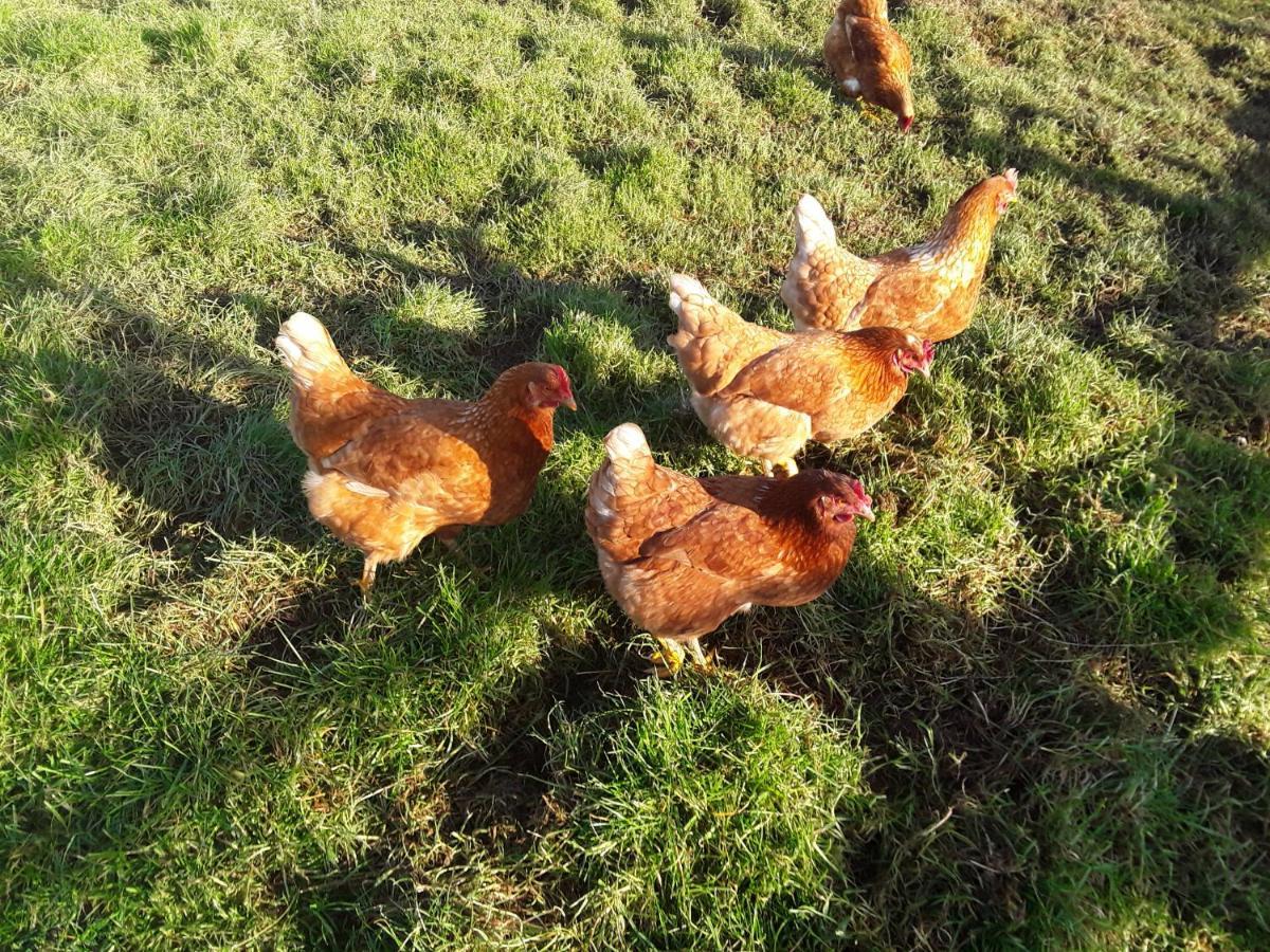 ביוד Sharlands Farm Bed And Breakfast מראה חיצוני תמונה