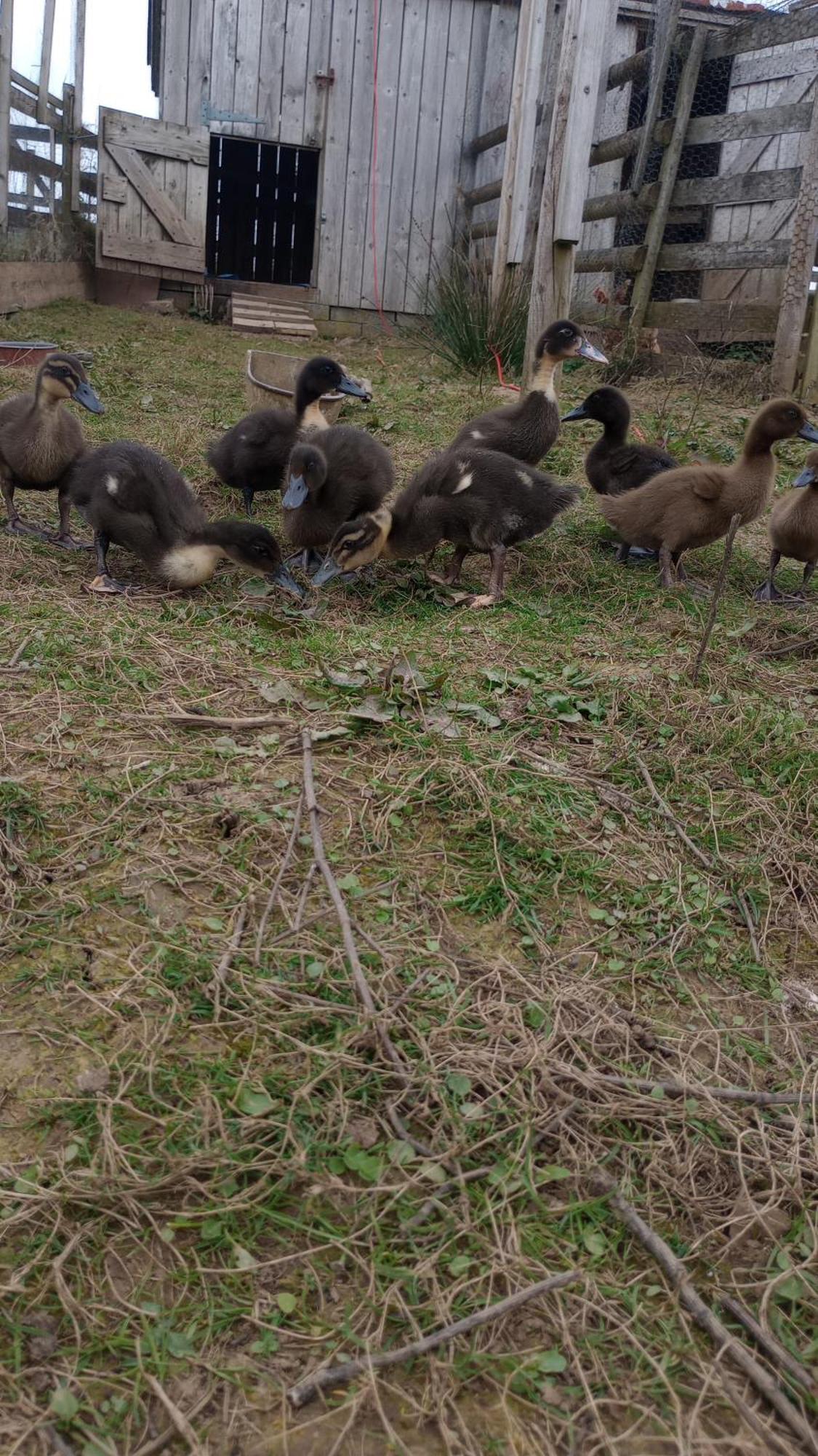 ביוד Sharlands Farm Bed And Breakfast מראה חיצוני תמונה